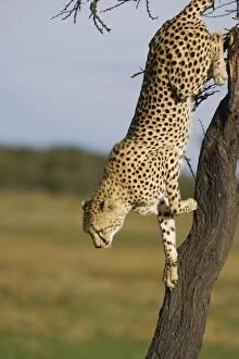 Images Dated 25th April 2007: Cheetah - young male climbing down tree - Masai Mara Conservancy - Kenya