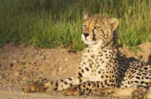Acinonyx Jubatus Gallery: Cheetah - young male - resting in the early morning