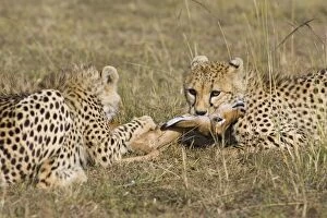 Cheetah - young male strangling Impala fawn