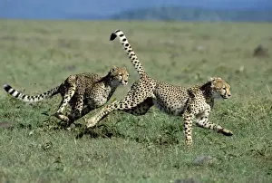 Cheetah - young playing - Masai Mara National Reserve - Kenya JFL16656
