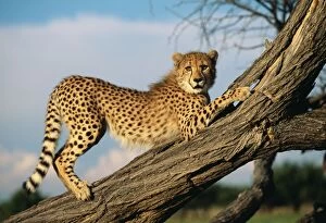 CHEETAH - young stretches on tree trunk