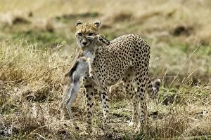 Cheetah - With young ThomsonOA┬│ Gazelle in mouth