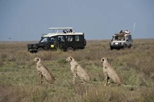 Images Dated 22nd December 2010: Cheetahs - 3 sitting down with tourists watching