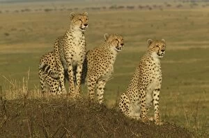 Images Dated 7th September 2003: Cheetahs