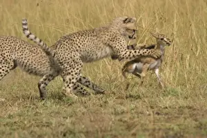 Cheetahs - Chasing Thomson's Gazelle Transmara, Maasai Mara, Kenya, Africa