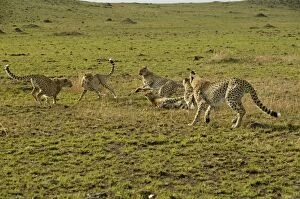 Play Fighting Collection: Cheetahs LA 623 Transmara, Maasai Mara, Kenya Acinonyx jubatus © J. M. Labat / ardea.com