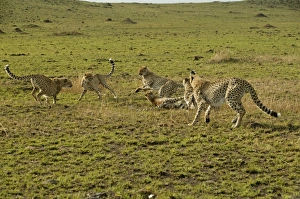 Play Fighting Collection: Cheetahs LA 623 Transmara, Maasai Mara, Kenya Acinonyx jubatus © J. M. Labat / ardea.com