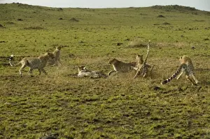 Play Fighting Prints: Cheetahs LA 625 Transmara, Maasai Mara