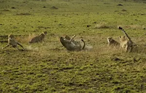 Play Fighting Prints: Cheetahs LA 626 Transmara, Maasai Mara