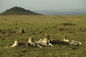 Cheetahs LA 627 Transmara, Maasai Mara, Kenya Acinonyx jubatus © J. M. Labat / ardea. com
