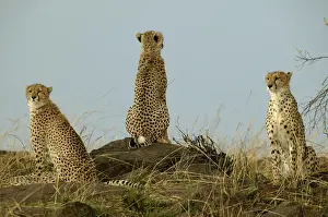 Cheetahs LA 629 Transmara, Maasai Mara, Kenya Acinonyx jubatus © J. M. Labat / ardea. com