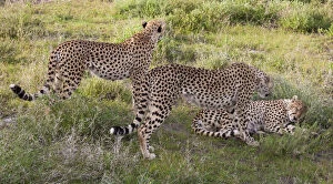 Cheetahs, Serengeti National Park, Tanzania