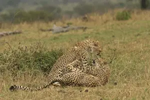 Cheetahs - Two together Transmara, Maasai Mara, Kenya, Africa