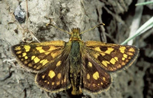 Lepidoptera Collection: Chequered Skipper Butterfly Rare in UK
