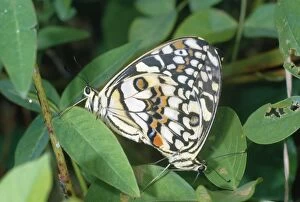 Chequered Swallowtail Butterfly - mating