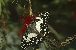 Chequered Swallowtail - Host plant is Emu Foot (Cullen tenax). They are fast flyers and generally stay within one metre of the ground. Known only from Australia and 1 island in Indonesia, Sumba Island