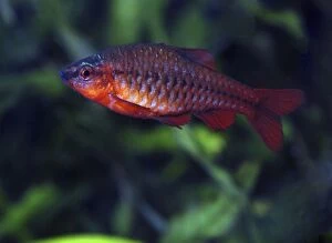 Images Dated 17th May 2011: Cherry Barb - Sri Lanka