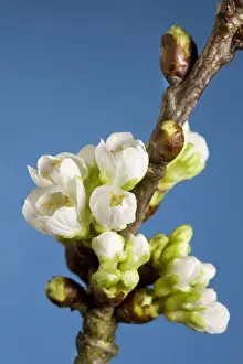 Cherry blossom on branch