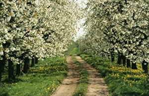 Images Dated 27th July 2004: Cherry Blossom With Dandelions & track