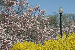 Annual Gallery: Cherry blossoms in bloom during the annual