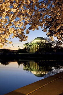 Images Dated 21st January 2013: Cherry blossoms at dawn with the Jefferson