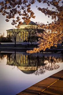 Basin Gallery: Cherry blossoms and the Jefferson Memorial