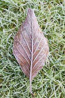 Images Dated 12th December 2008: Cherry - frosted leaf on lawn