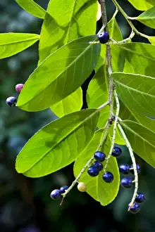Cherry laurel with fruit