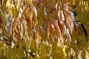 Images Dated 13th November 2003: Cherry leaves in autumn. Alsace - France