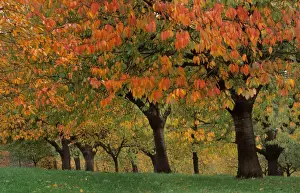 Sympathy Prints: Cherry orchard - autumn Kassel, Germany