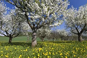 Images Dated 23rd April 2011: Cherry Orchard - in blossom