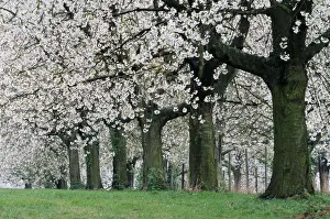 Orchards Prints: Cherry Orchard Blossom ME 718 © Johan De Meester / ARDEA LONDON
