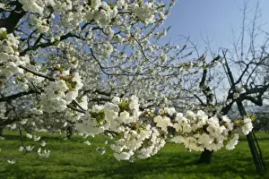 Cherries Prints: Cherry tree in full bloom in early spring Baden-Wuerttemberg, Germany