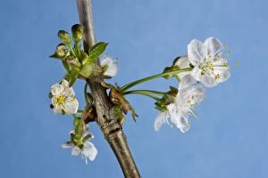 Images Dated 1st April 2011: Cherry Tree - blossom