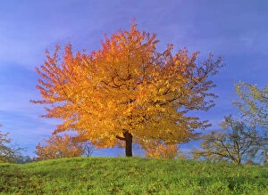 Cherry tree - with brightly yellow coloured autumn foliage
