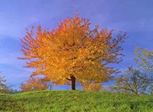 Orange Prints: Cherry tree with brightly yellow coloured autumn foliage Baden-Wuerttemberg, Germany
