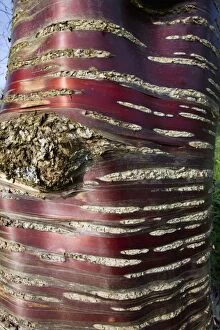 Avium Gallery: Cherry Tree - detailed study of bark on stem