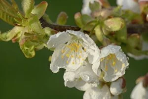 Images Dated 3rd April 2011: Cherry Tree - dew on blossoms of a blooming Cherry