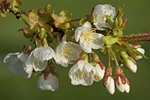 Avium Gallery: Cherry Tree - dew on blossoms of a blooming Cherry