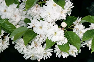 Images Dated 14th November 2006: Cherry Tree - flowering