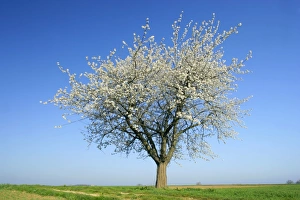 Images Dated 12th April 2007: Cherry tree single flowering cherry tree with country road passing by Baden-Wuerttemberg, Germany