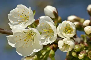 Cherries Prints: Cherry tree detail of a twig in full bloom in early spring Baden-Wuerttemberg, Germany