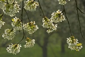 Images Dated 9th April 2011: Cherry Tree - twigs of a blooming Cherry Tree in