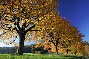 Cherry Trees - In autumn colour Lower Saxony, Germany