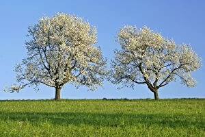 Cherry trees - two flowering cherry trees in a row against blue sky in early spring