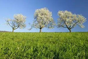 Cherry trees three flowering cherry trees in a row against blue sky in early spring Baden-Wuerttemberg, Germany