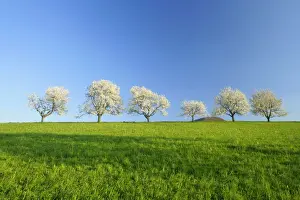Present Idea Prints: Cherry trees Six flowering cherry trees in a row against blue sky in early spring Baden-Wuerttemberg