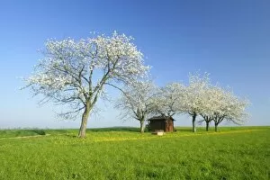 Cherry trees small cabin on a meadow with flowering cherry trees and dandelions (Taraxacum officinale) in spring