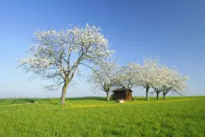 Cherries Prints: Cherry trees small cabin on a meadow with flowering cherry trees and dandelions in spring Baden-Wuerttemberg
