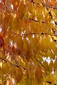 Images Dated 13th November 2003: Cherrys leaves in autumn. Alsace - France